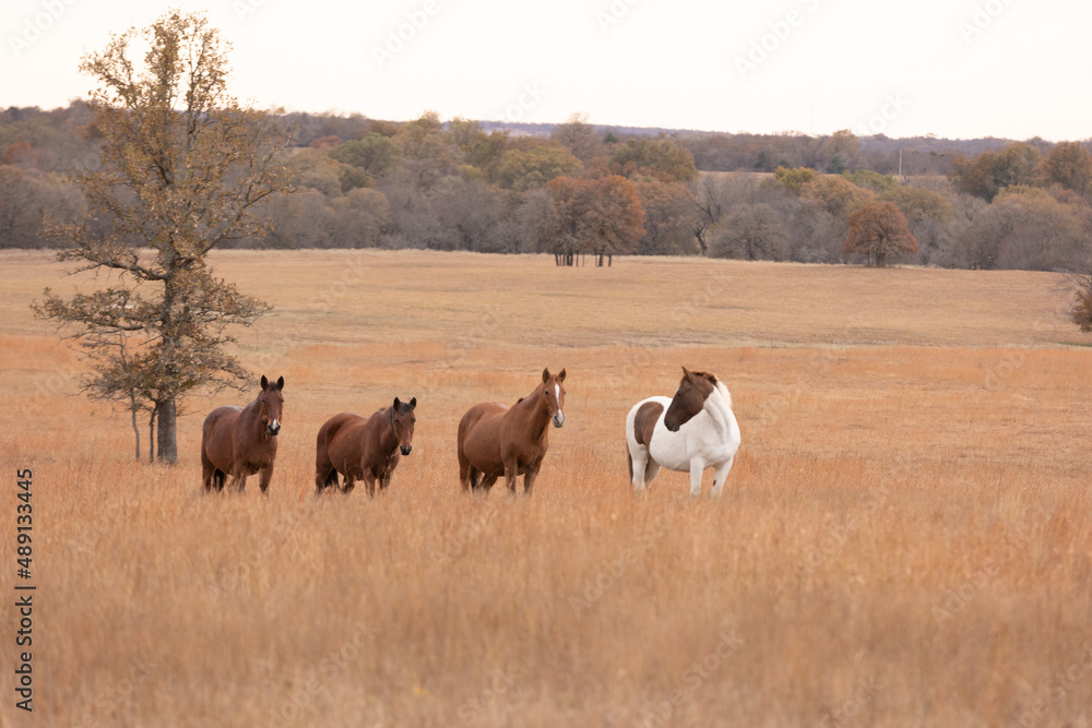 Mustangs Sanctuary 