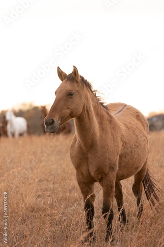 Mustangs Sanctuary  © Terri Cage 