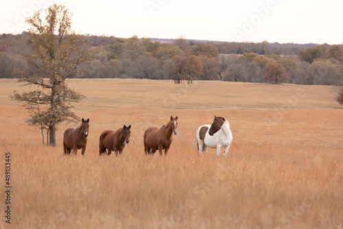 Mustangs Sanctuary  © Terri Cage 