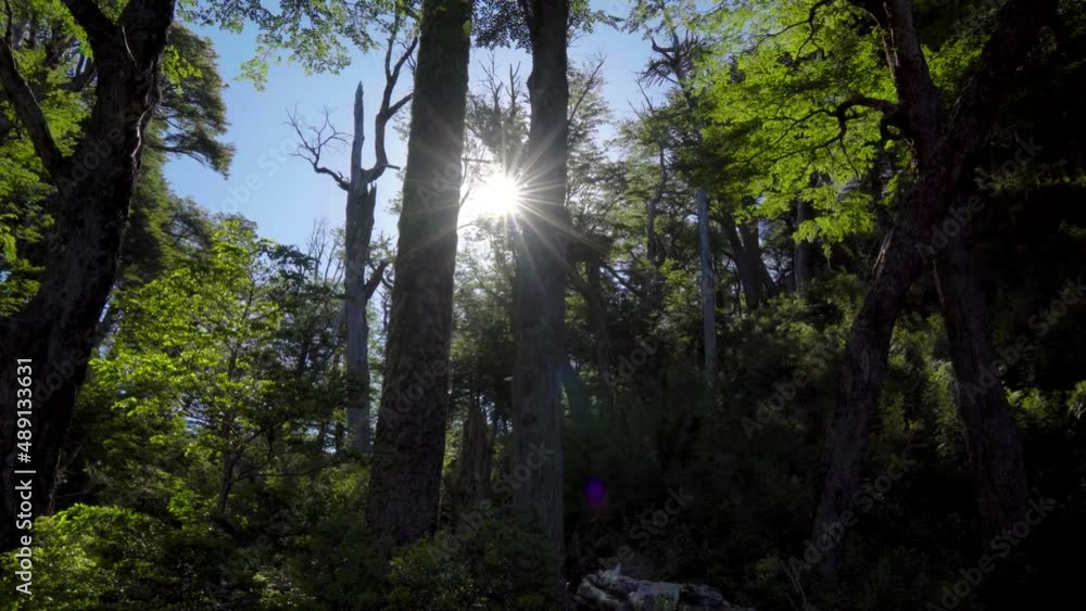Handheld of bright sun beams shining through araucaria trees in green dense forest at daytime Handheld of bright sun beams shining through araucaria trees in green dense forest at daytime