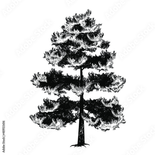 pine tree hand drawing vector illustration isolated on white background