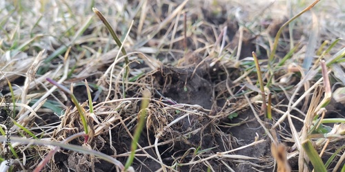 grass on the ground