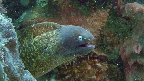 Whiteeyed Moray Gymnothorax thyrsoideus IP, 66
cm. ID: eyes with small black pupil, white iris. photo