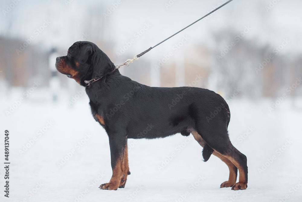 portrait of a dog Rottweiler in the snow portrait of a dog Rottweiler in the snow