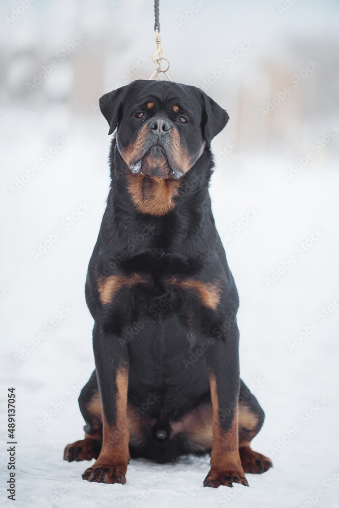 portrait of a dog Rottweiler in the snow portrait of a dog Rottweiler in the snow