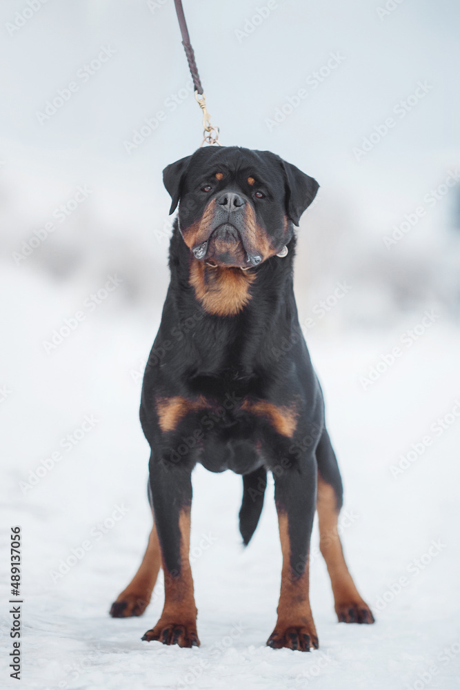 portrait of a dog Rottweiler in the snow portrait of a dog Rottweiler in the snow