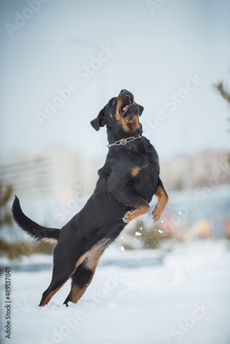 portrait of a dog Rottweiler in the snow © Даша Швецова