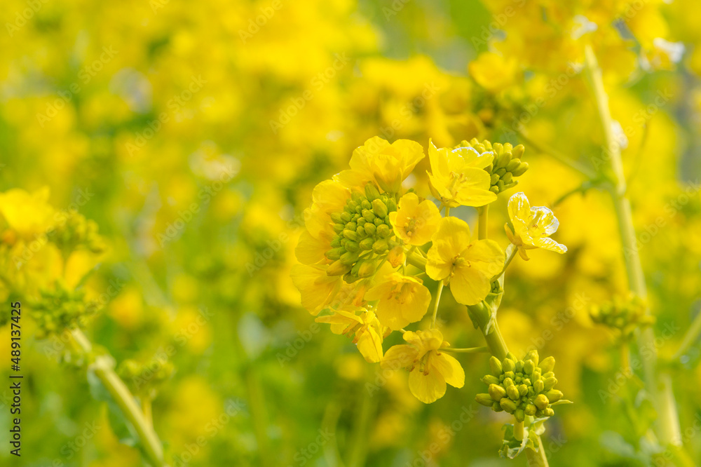 菜の花 菜の花
