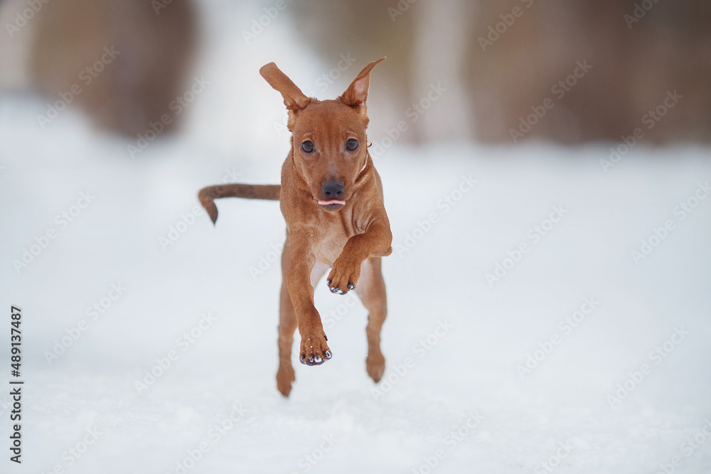 portrait of a dog  pinscher in the snow
