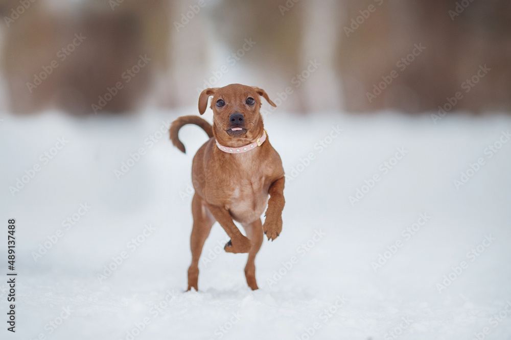 portrait of a dog pinscher in the snow
portrait of a dog pinscher in the snow