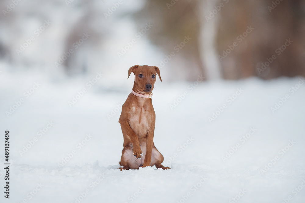 portrait of a dog  pinscher in the snow

