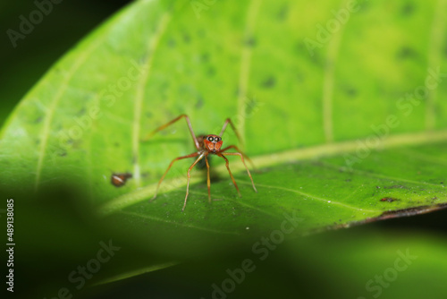 A mimic red ant on leaf © Sarin