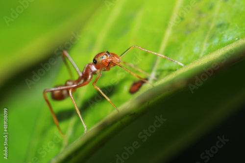 A mimic red ant on leaf