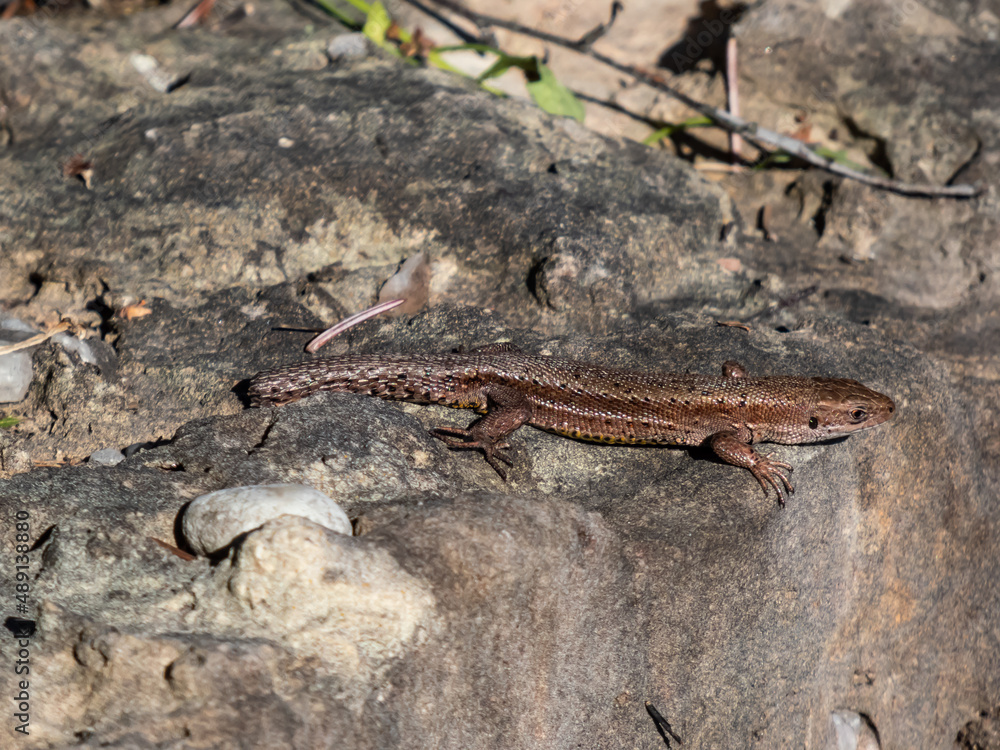 Viviparous lizard or common lizard (Zootoca vivipara) with detached tail sunbathing in the brigth sun on rock. Detailed view of head and eye Viviparous lizard or common lizard (Zootoca vivipara) with detached tail sunbathing in the brigth sun on rock. Detailed view of head and eye
