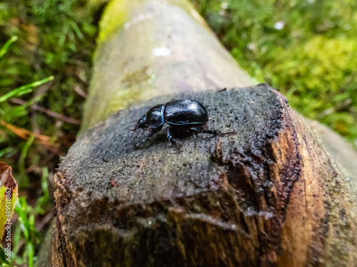 Close-up shot of earth-boring dung-beetle or dor beetle (Geotrupes stercorarius). Lustrous and dark beetle with a bluish sheen, having long rows of points on elytrons photo