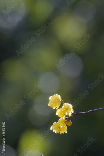 黄色のロウバイ
