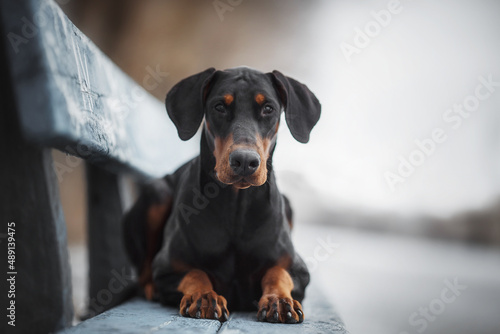 Foto portrait of a dog doberman