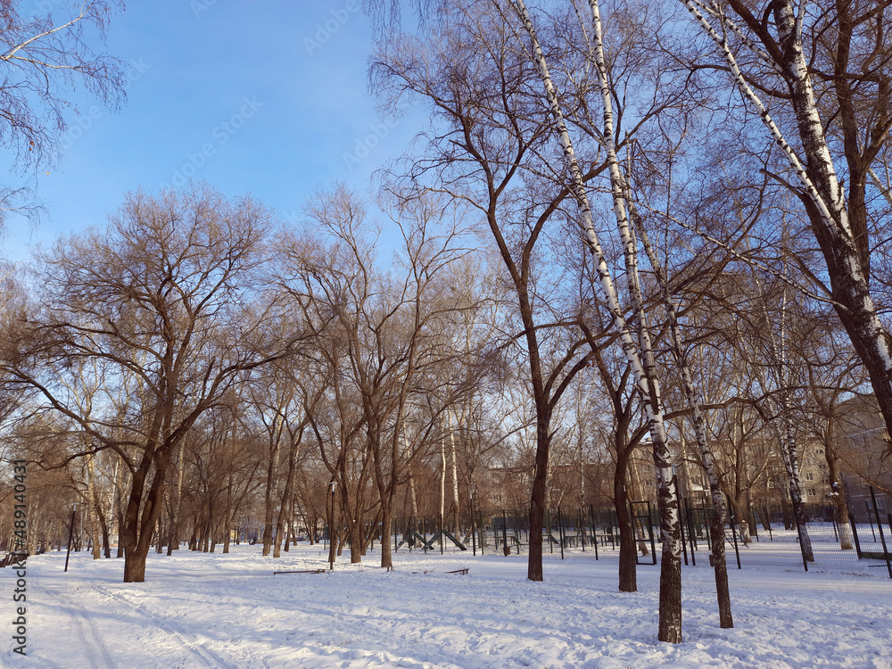 City park, trees in winter time. City park, trees in winter time.