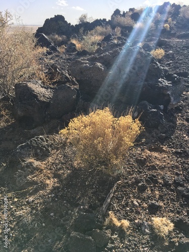  yellow bush 