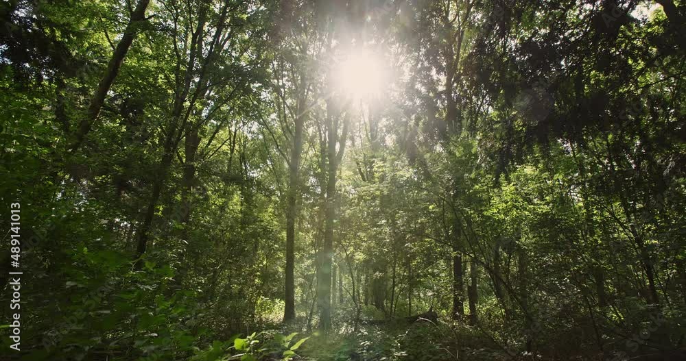 Sun shining through dense green foliage in the wind. Slow motion, locked down shot. Sun shining through dense green foliage in the wind. Slow motion, locked down shot.