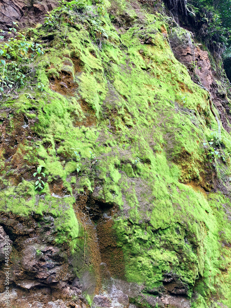 moss covered rocks moss covered rocks