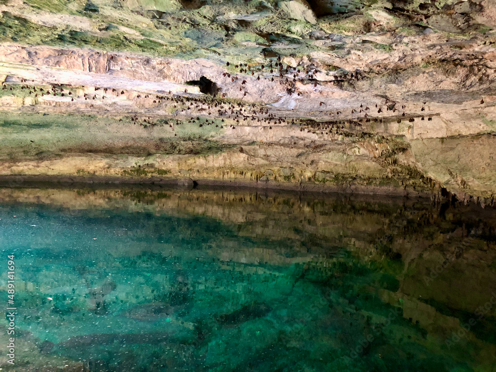 cenote cave with water and hanging bats cenote cave with water and hanging bats