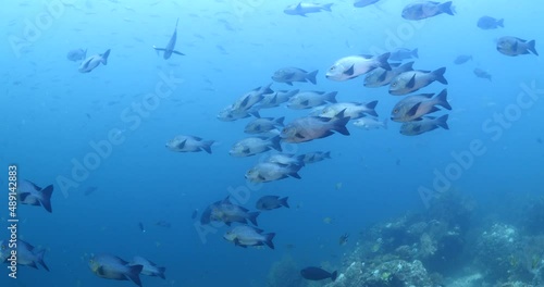 big eye snapper fish underwater on corals school of fish ocean scenery  photo