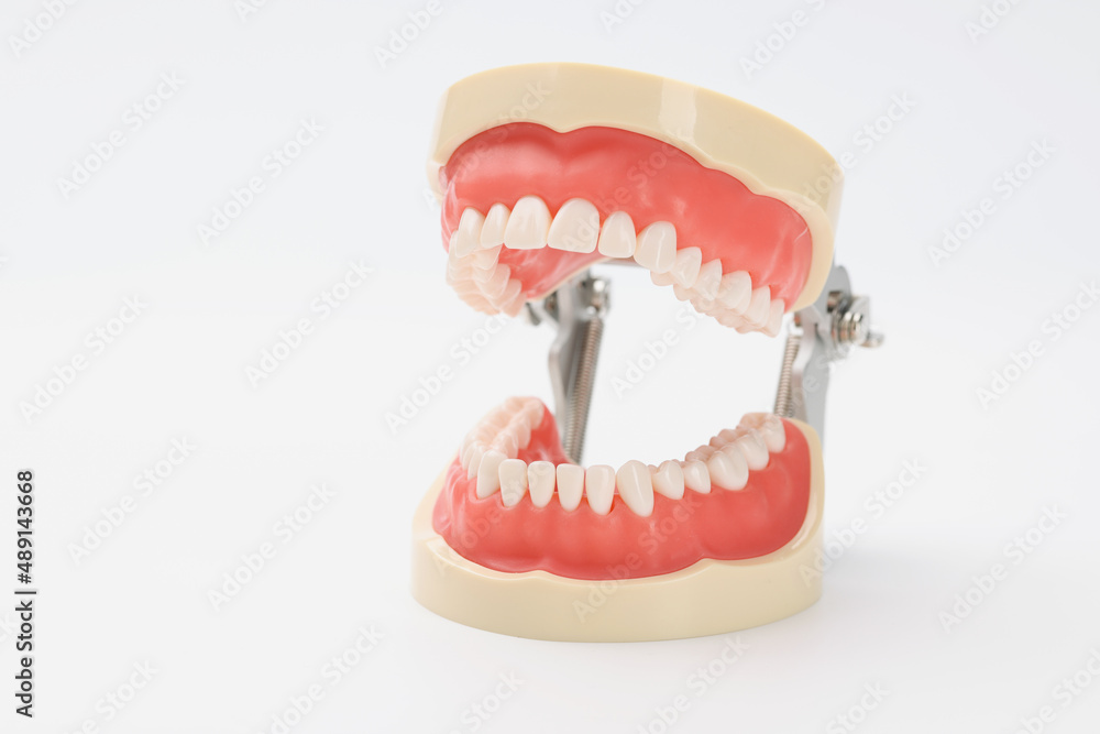 Plastic model of an open jaw on a white background Plastic model of an open jaw on a white background