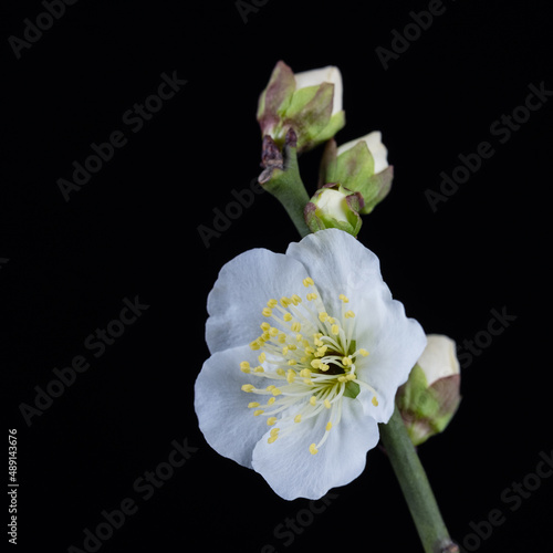 white plum flower closeup