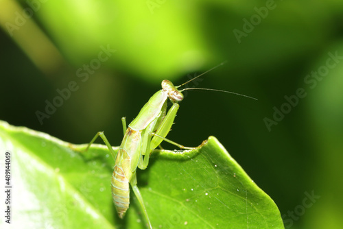 A green grasshopper on a leaf