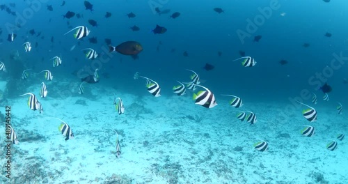 tropical fish angelfish angel fish underwater on corals Zanclus cornutus moorish idol school ocean scenery