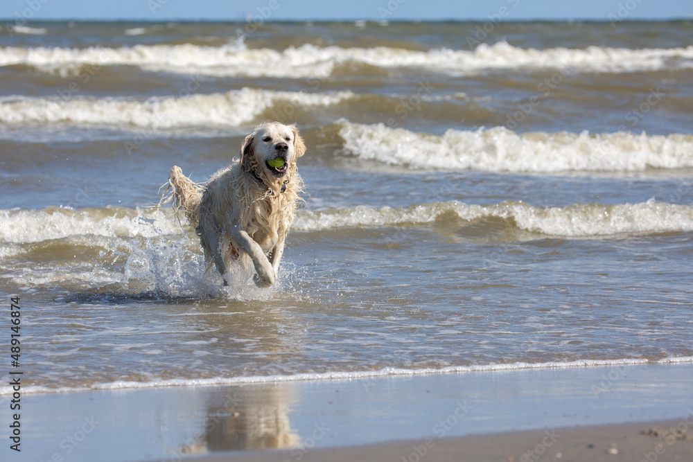 Labrador retriever running at the beach and coming out of the water with a tennis ball in his mouth