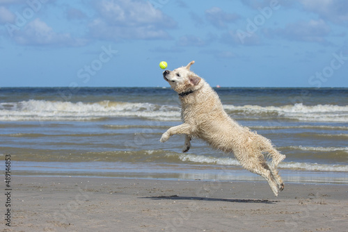 Labrador retriever at the beach jumping for tennis ball and having fun © Tom
