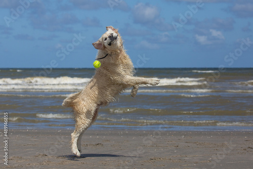 Labrador retriever at the beach jumping for tennis ball having fun with a funny face © Tom