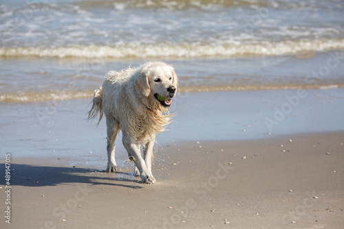 Labrador retriever walking on the beach with tennis ball in mouth © Tom