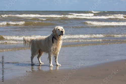 Labrador retriever wearing a dog collar standing on the beach © Tom