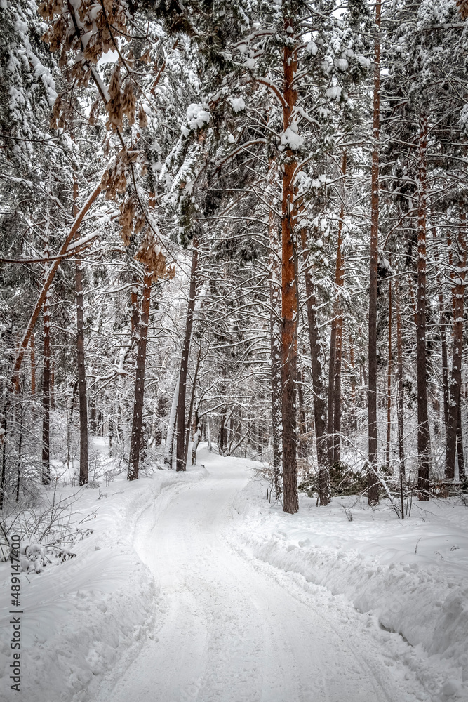Obraz premium Narrow road through winter snowy forest on a quiet day.