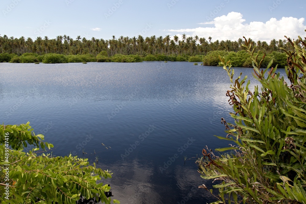 View of wetlands near Icacos town, Cedros Swamp. Trinidad and Tobago.