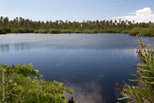 View of wetlands near Icacos town, Cedros Swamp. Trinidad and Tobago. photo