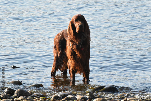 cane in acqua; dog in the water photo