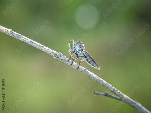 The Asilidae are the robber fly family, also called assassin flies. They are powerfully built, bristly flies with a short, stout proboscis enclosing the sharp, sucking hypopharynx.[1][2] The name "rob