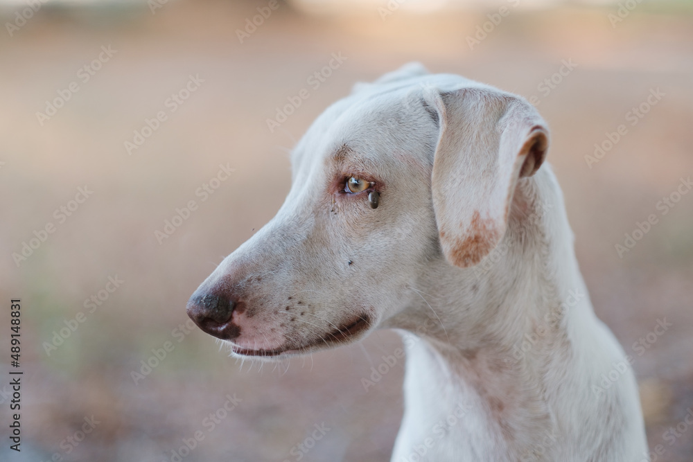 Retrato de Perro con garrapata en el ojo Retrato de Perro con garrapata en el ojo