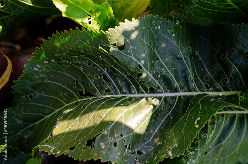 Horseradish leaves damaged by leaf-eating parasites. Green leaves with holes. Damage from wavy flea or Phyllotreta undulata Kutsch and Horseradish leaf beetle or Phaedon armoraciae. photo