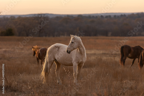 Fototapeta Naklejka Na Ścianę i Meble -  Mustangs Sanctuary 