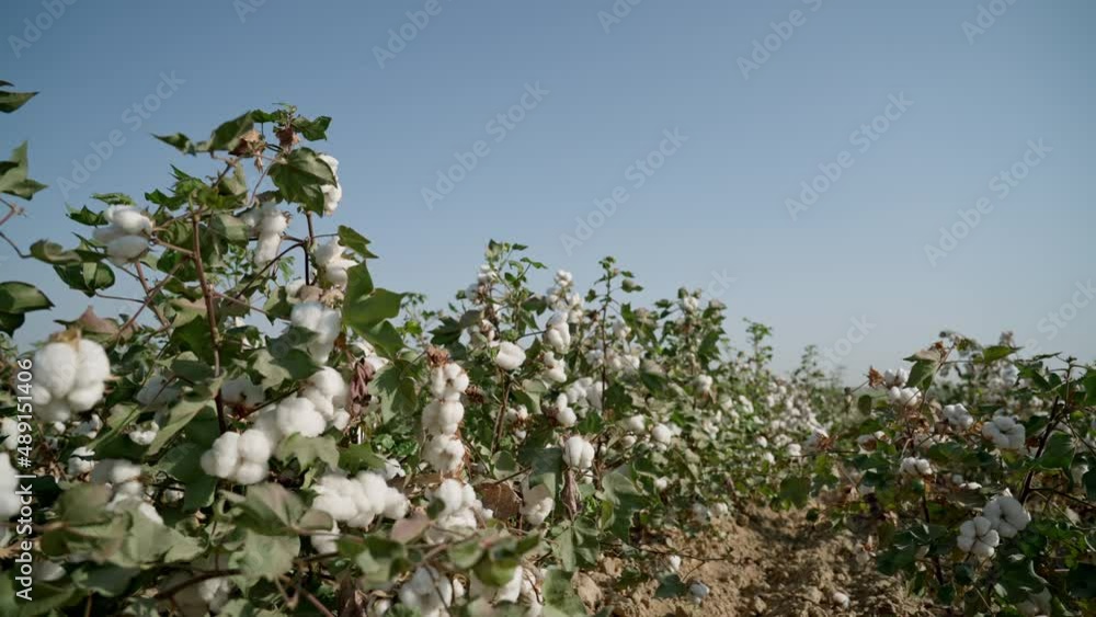 Cotton field. Beds of high-quality cotton ready for harvesting. Cotton bushes. Agricultural industry Cotton field. Beds of high-quality cotton ready for harvesting. Cotton bushes. Agricultural industry