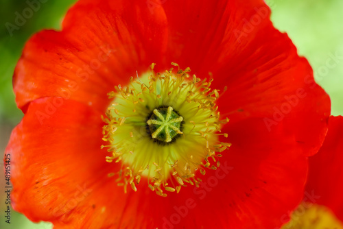 An orange Iceland Poppy ; frontal view ; close up