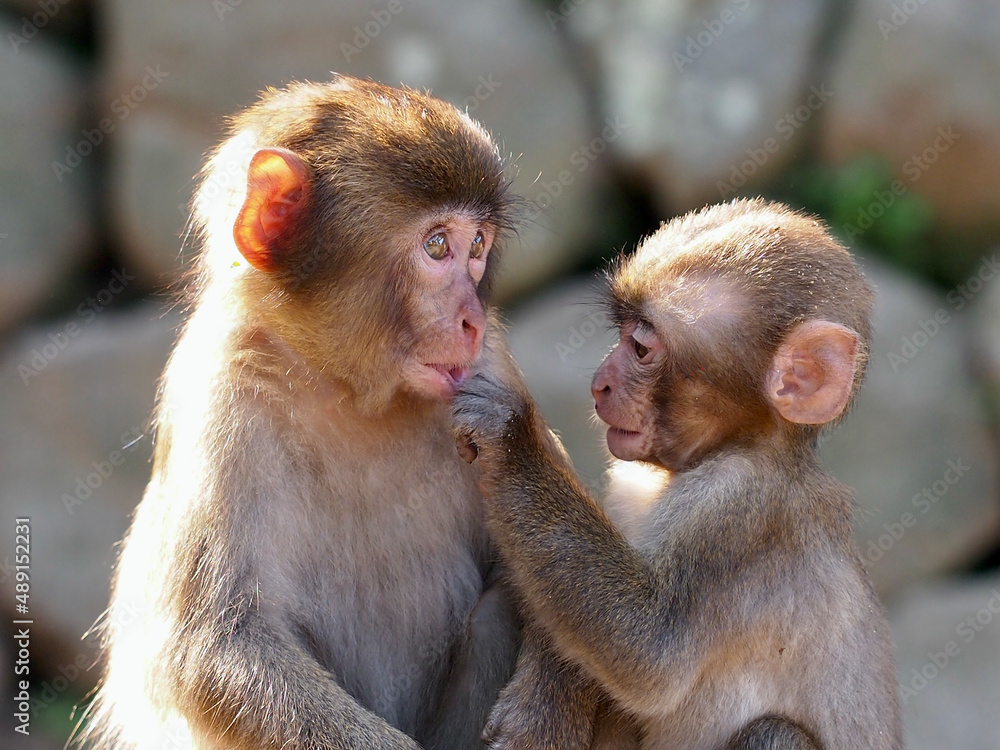 Naklejka premium 仲良し