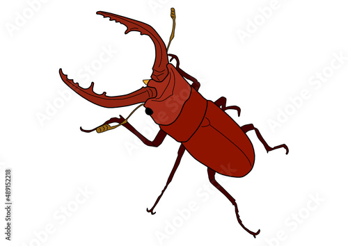 ノコギリクワガタ　クワガタムシ　鍬形虫