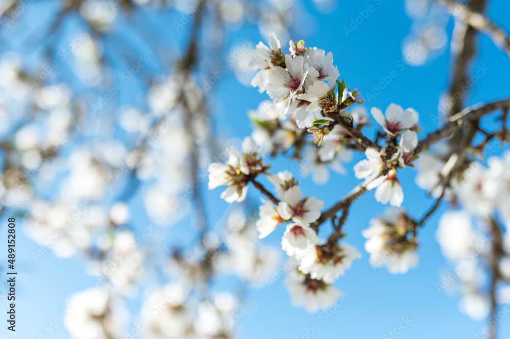 mandelblüte im frühling auf ibiza im sonnenschein mandelblüte im frühling auf ibiza im sonnenschein