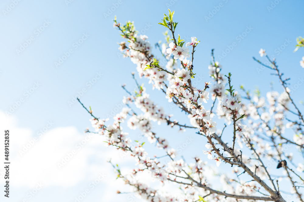 mandelblüte im frühling auf ibiza im sonnenschein mandelblüte im frühling auf ibiza im sonnenschein
